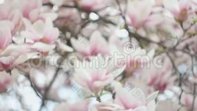 春天公园里盛开着粉红色花朵的美丽的<strong>玉兰花树</strong>。